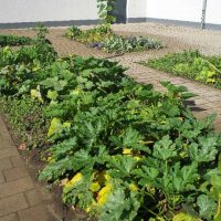 Erste Ernte im Schulgarten Erste Ernte im Schulgarten