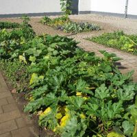 Erste Ernte im Schulgarten Erste Ernte im Schulgarten