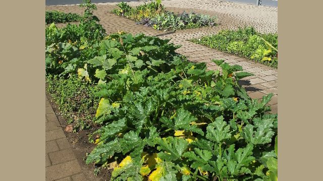 Erste Ernte im Schulgarten Erste Ernte im Schulgarten