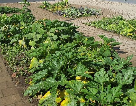 Erste Ernte im Schulgarten Erste Ernte im Schulgarten