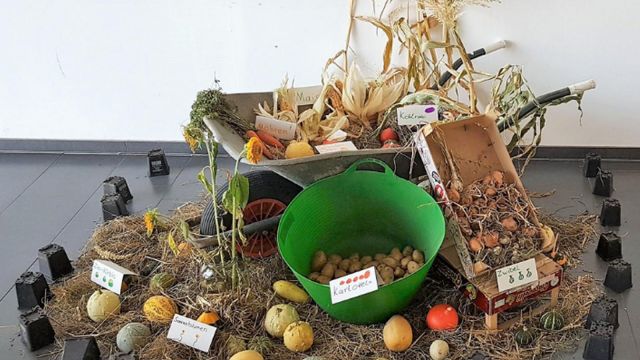 Vorstellung der Ernteergebnisse Ernte im Schulgarten