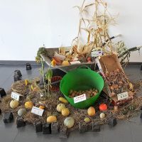 Vorstellung der Ernteergebnisse Ernte im Schulgarten