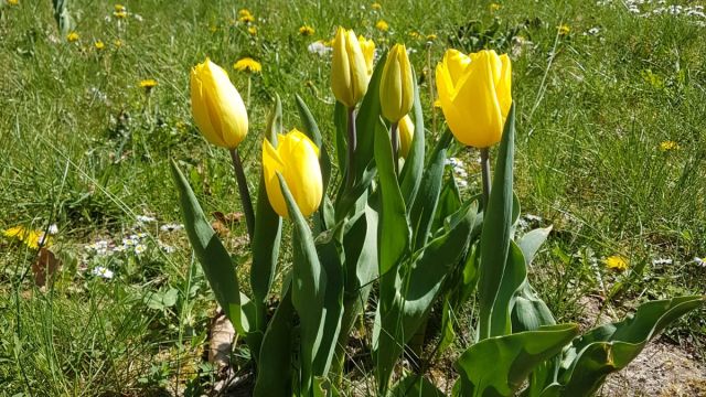 Tulpen für Brot Tulpen für Brot