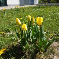 Tulpen für Brot Tulpen für Brot