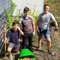 Ernte im Schulgarten