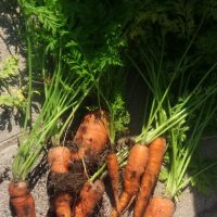 Ernte im Schulgarten Ernte im Schulgarten