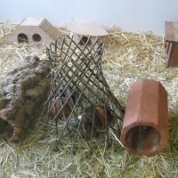 Meerschweinchen im Schulzoo