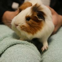Meerschweinchen im Schulzoo